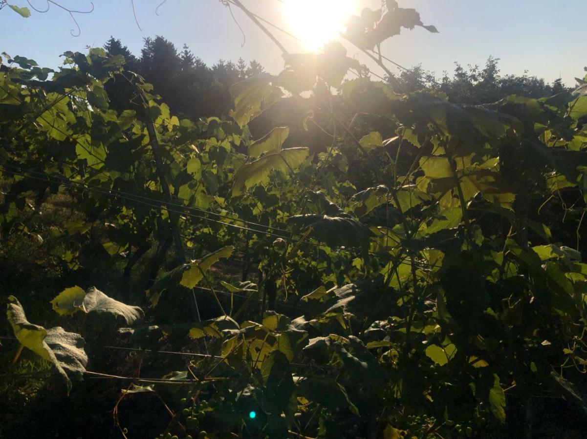 Winzerhaeuschen Kern Apartment Fehring Bagian luar foto